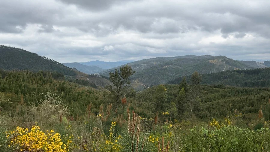 Terreno para Venda em Cernache do Bonjardim, Nesperal e Palhais