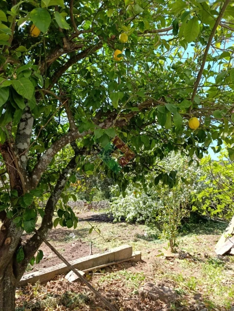 Quinta T4 para Venda em Reguengo e São Julião