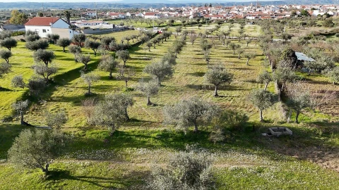Terreno para Venda em Ladoeiro