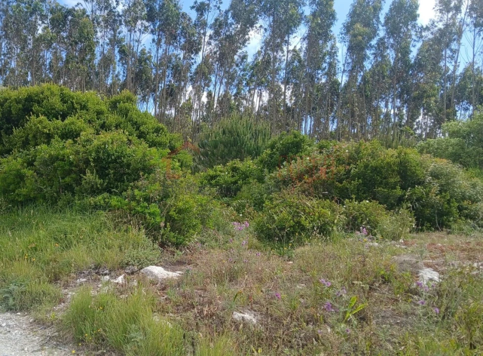 Terreno Agricola ou Rústico para Venda em Reguengo Grande Foto 3