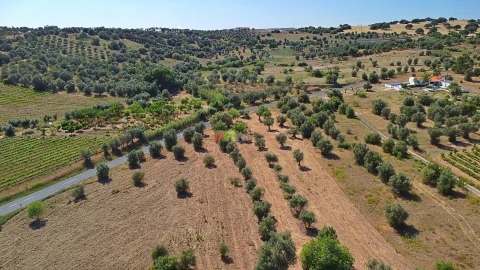 Terreno para Venda em Vila Alva
