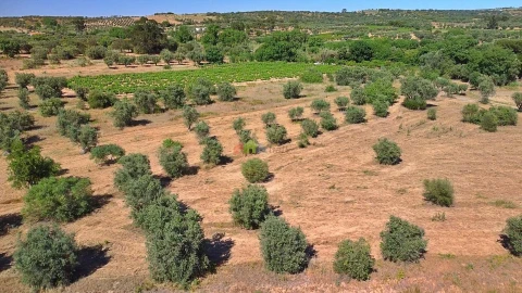 Terreno para Venda em Vila Alva