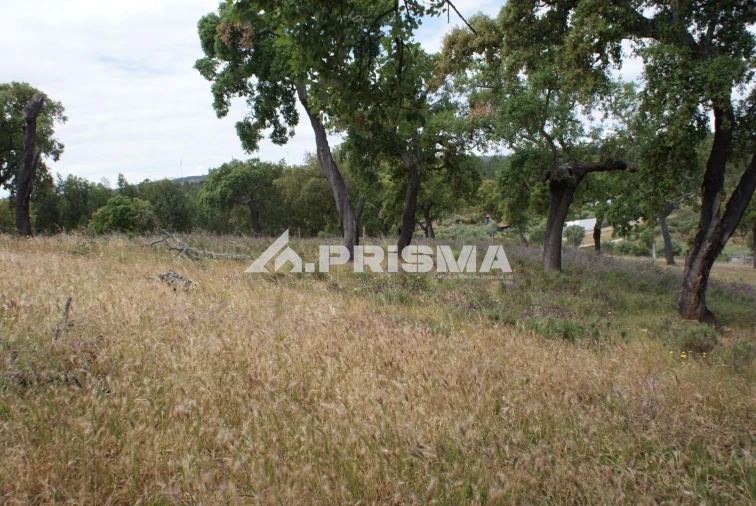 Terreno para Venda em Benquerenças Foto 4