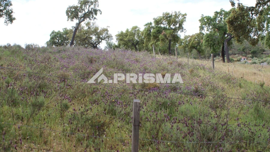 Terreno para Venda em Benquerenças