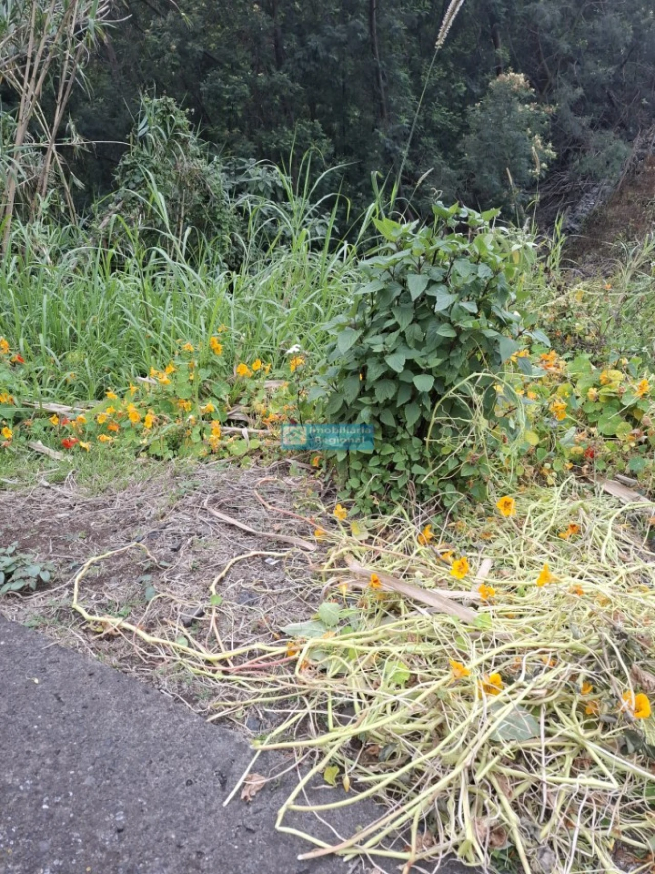 Terreno para Venda em Monte Foto 8