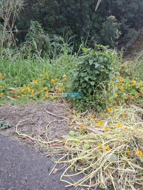 Terreno para Venda em Monte