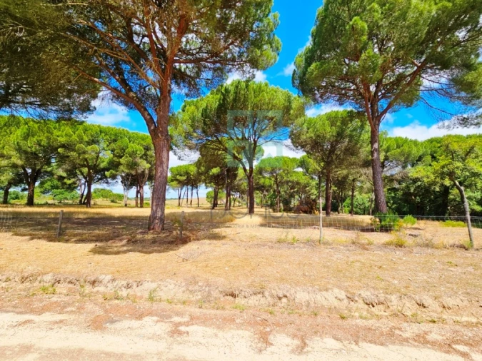 Terreno para Venda em Santo Estêvão Foto 13