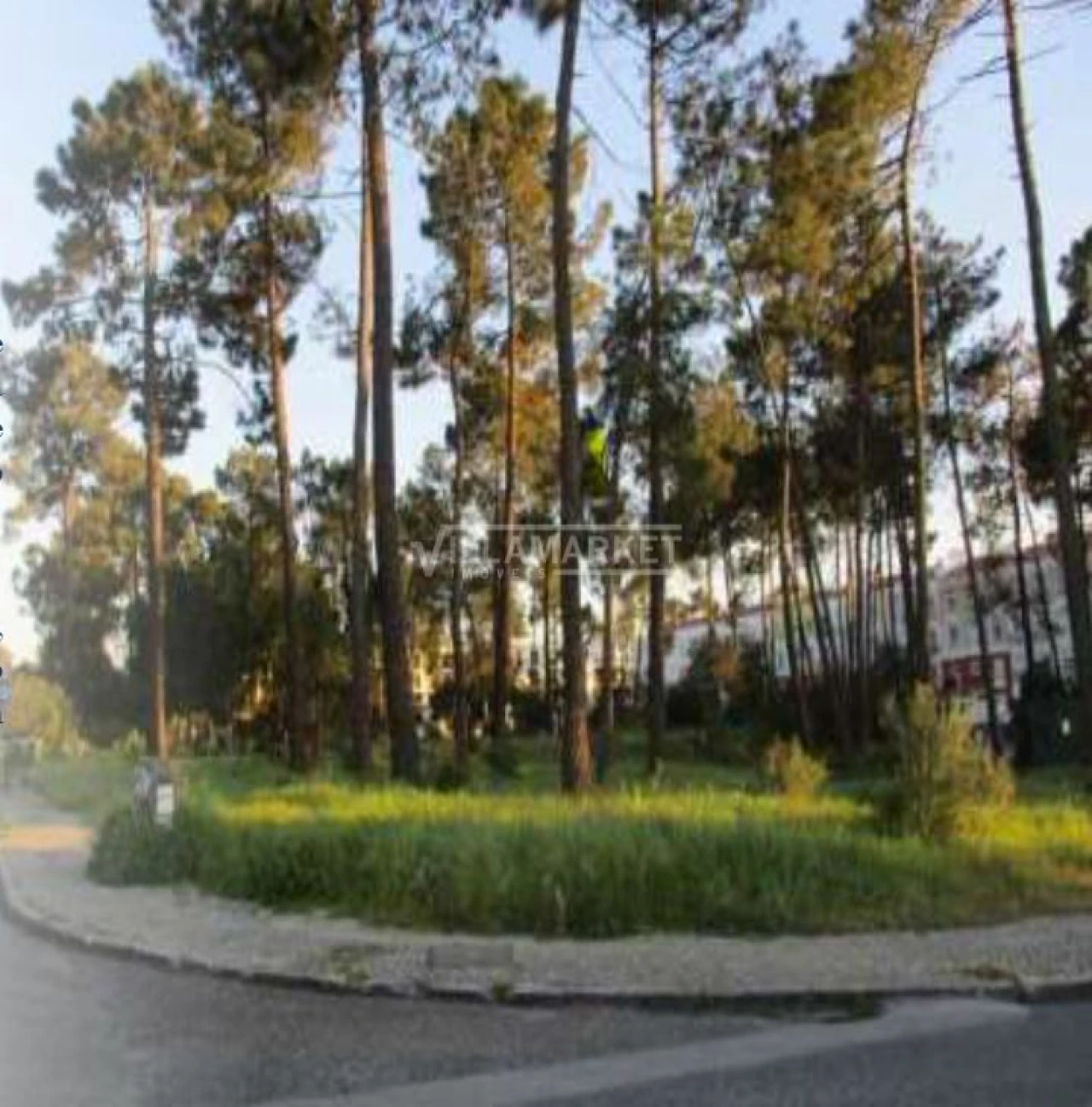 Terreno para Venda em Azeitão (São Lourenço e São Simão) Foto 8