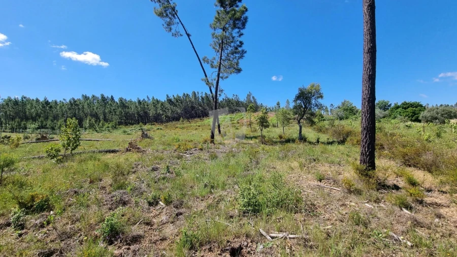 Terreno Agricola ou Rústico para Venda em Santo Andre das Tojeiras