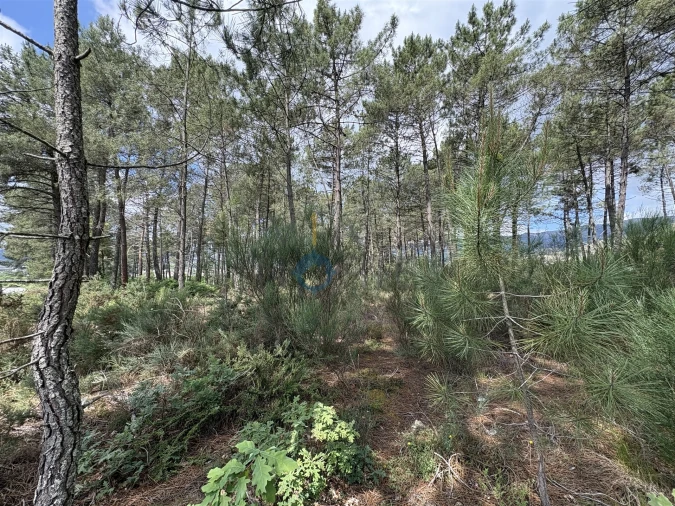 Terreno para Venda em Lordelo Foto 5