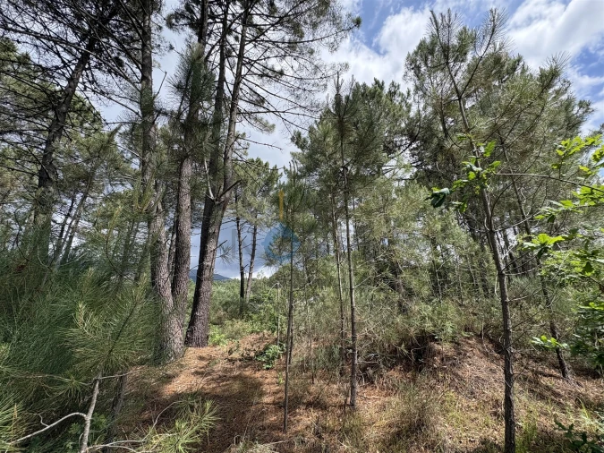 Terreno para Venda em Lordelo Foto 6
