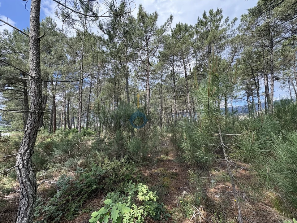 Terreno para Venda em Lordelo Foto 4