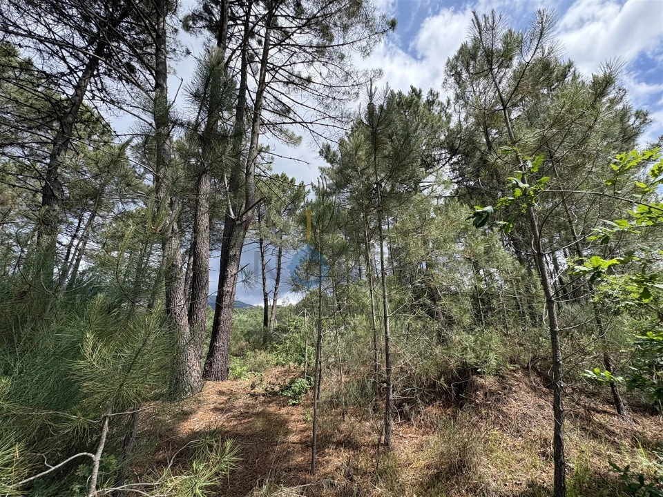 Terreno para Venda em Lordelo Foto 6