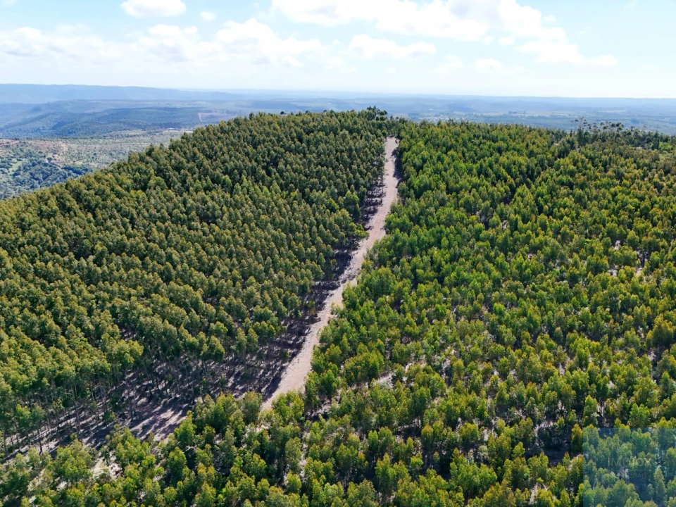 Terreno para Venda em São Teotónio Foto 16