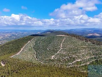 Terreno para Venda em São Teotónio