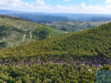 Terreno para Venda em São Teotónio