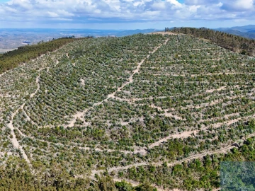Terreno para Venda em São Teotónio