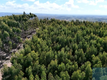 Terreno para Venda em São Teotónio