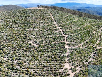 Terreno para Venda em São Teotónio