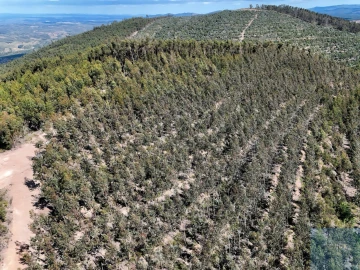 Terreno para Venda em São Teotónio