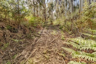 Quinta T5 para Venda em Rubiães