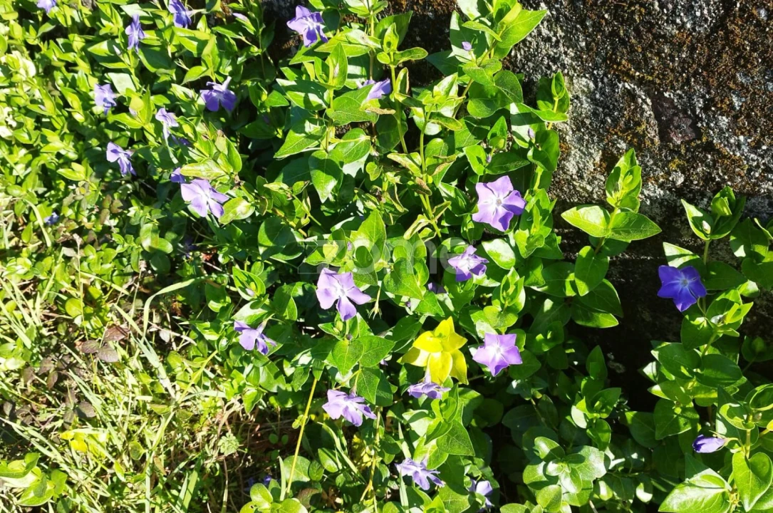 Quinta T5 para Venda em Rubiães Foto 41