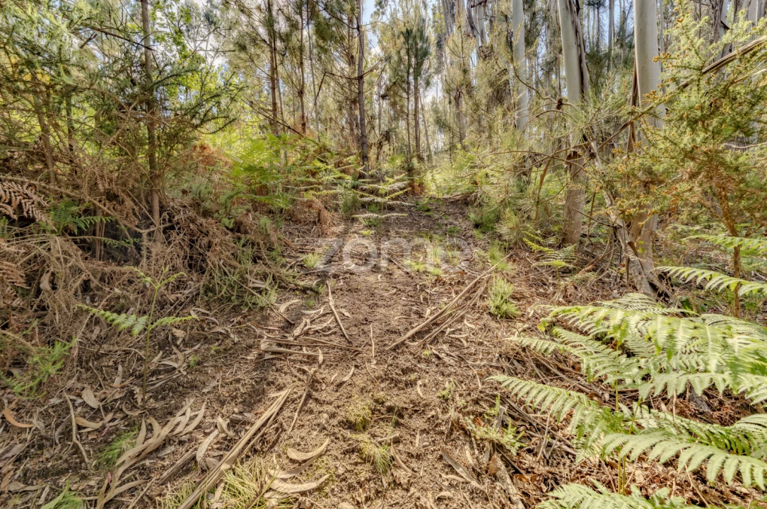 Quinta T5 para Venda em Rubiães Foto 33