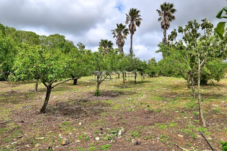 Quinta T4 para Venda em São João das Lampas e Terrugem Foto 29