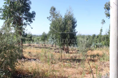 Terreno para Venda em Alcains