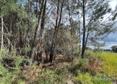 Quinta para Venda em Soalheira
