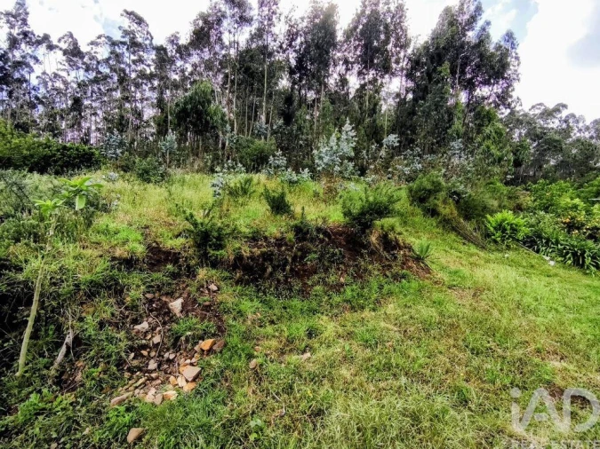 Terreno para Venda em Mujães Foto 6