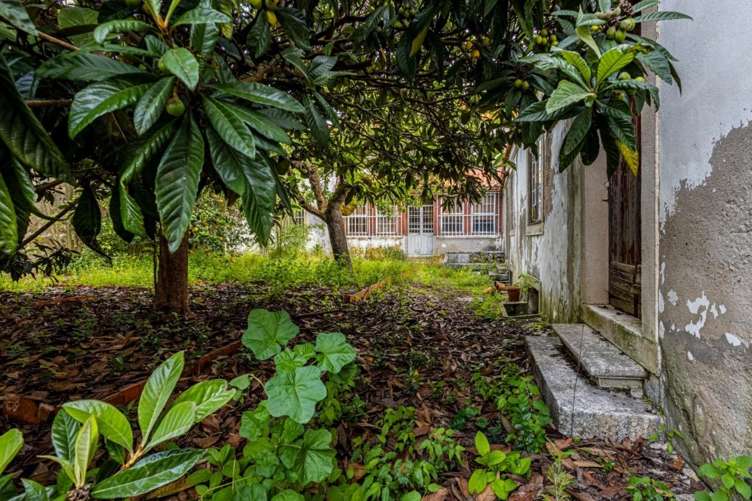 Prédio para Venda em Romeira e Várzea Foto 43