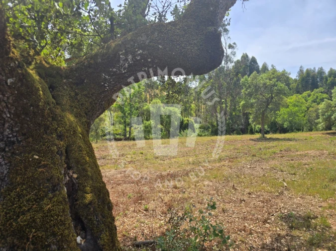 Terreno Agricola ou Rústico para Venda em Santiago do Cacém, Santa Cruz e São Bartolomeu da Serra Foto 11