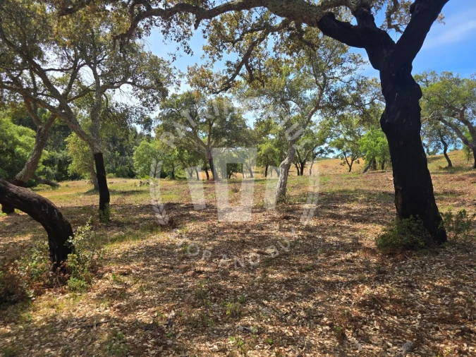 Terreno Agricola ou Rústico para Venda em Santiago do Cacém, Santa Cruz e São Bartolomeu da Serra Foto 13
