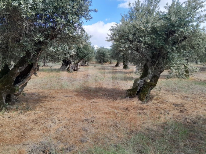 Terreno para Venda em Nossa Senhora da Conceição, São Brás dos Matos, Juromenha Foto 10