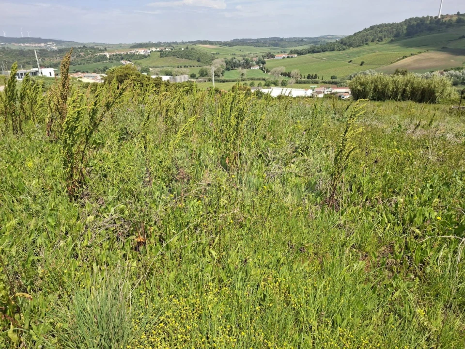 Terreno para Venda em Dois Portos e Runa Foto 6