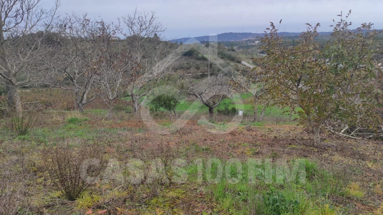 Terreno para Venda em Porto de Mós - São João Baptista e São Pedro Foto 3