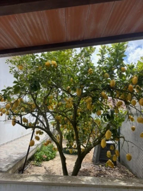 Moradia T3 para Venda em Nazare