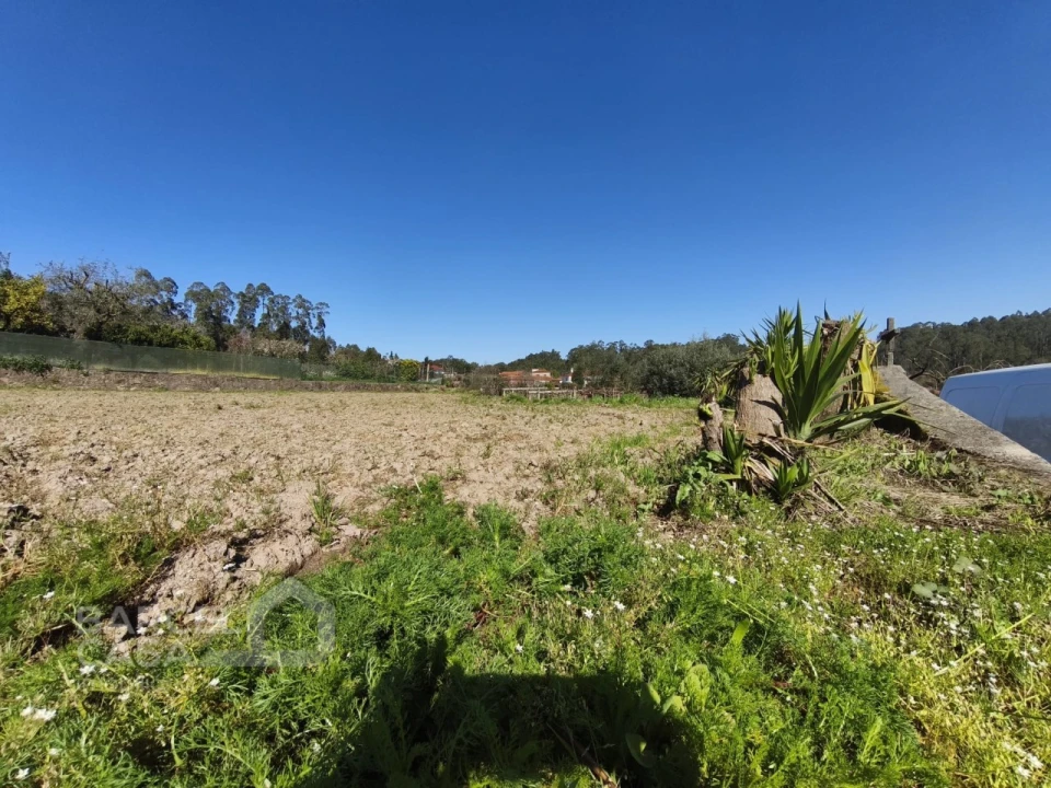 Terreno para Venda em Alvito (São Pedro e São Martinho) e Couto Foto 3