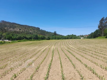 Terreno para Venda em Panque