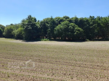 Terreno para Venda em Panque