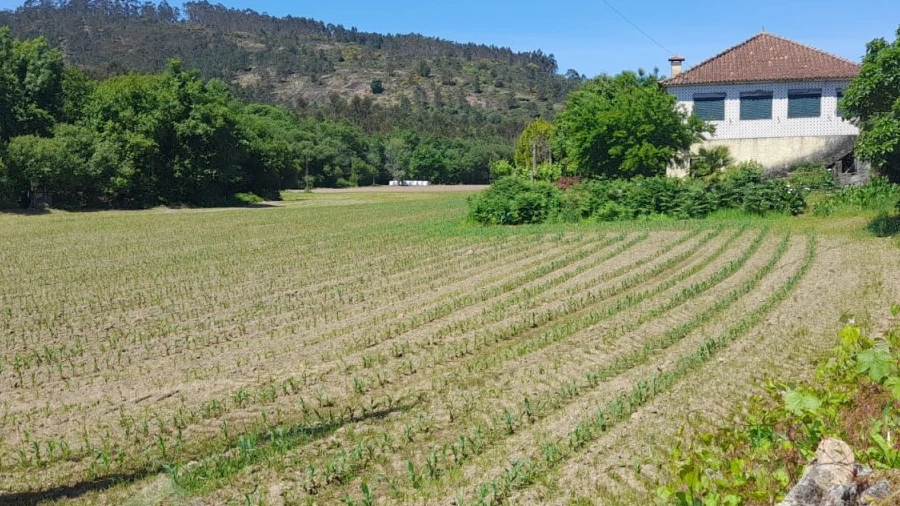 Terreno para Venda em Panque