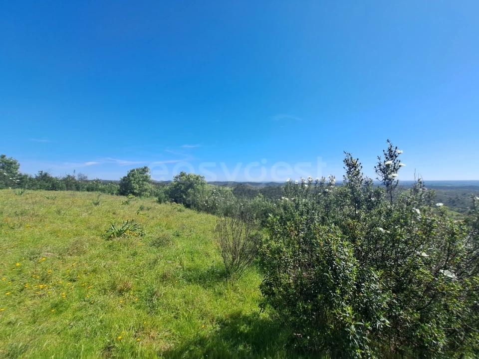 Quinta para Venda em São Martinho das Amoreiras Foto 7