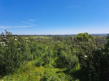 Quinta para Venda em São Martinho das Amoreiras