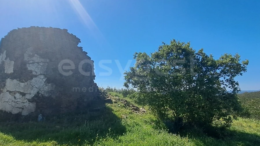 Quinta para Venda em São Martinho das Amoreiras