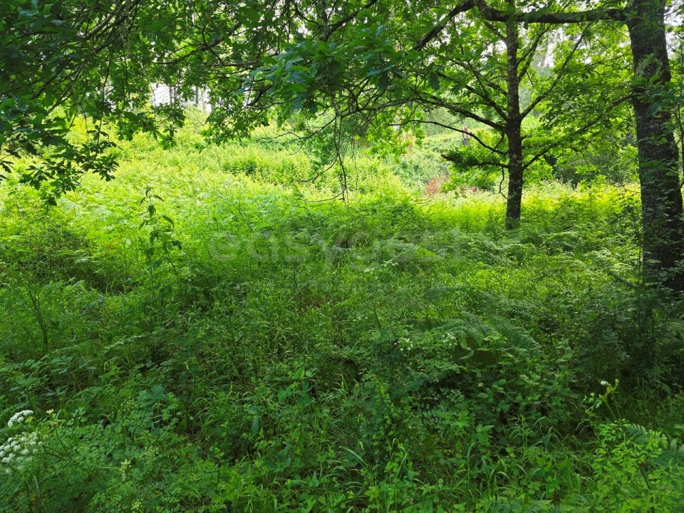 Terreno para Venda em Arganil Foto 8