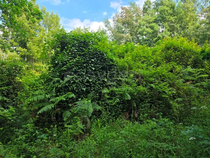 Terreno para Venda em Arganil Foto 7