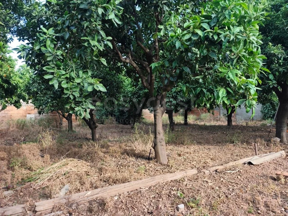 Terreno para Venda em Aljustrel e Rio de Moinhos Foto 9