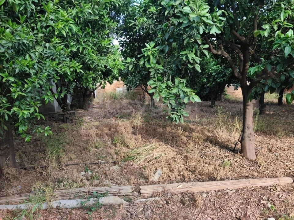 Terreno para Venda em Aljustrel e Rio de Moinhos Foto 12