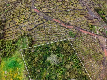 Terreno para Venda em Bandeiras